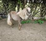 Lief  klein ,75% Amerikaans Minipaardje hengst Silverdapple, Dieren en Toebehoren, Hengst