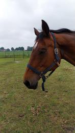 Grote bruine merrie, Dieren en Toebehoren, Paarden, Merrie, Gechipt, 170 tot 175 cm, Onbeleerd