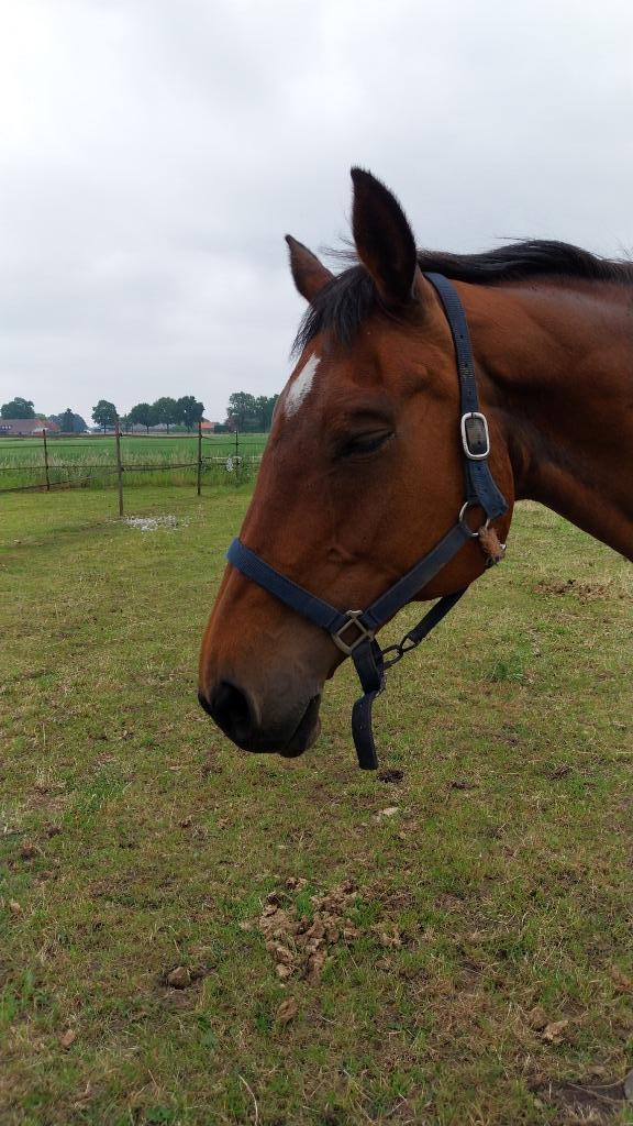 Grote bruine merrie, Dieren en Toebehoren, Paarden, Merrie, Onbeleerd, 170 tot 175 cm, 11 jaar of ouder, Met stamboom, Gechipt