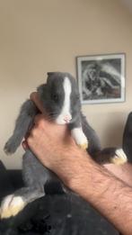 Konijntje 9 weken oud, Dieren en Toebehoren