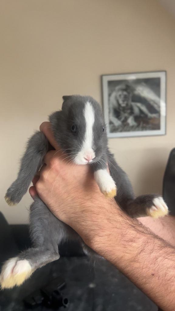 Konijntje 9 weken oud, Dieren en Toebehoren, Vogels | Parkieten en Papegaaien