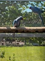 Kweekrijpe violet halsbandparkiet pop