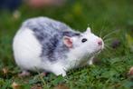 gratis tamme ratjes, Dieren en Toebehoren, Knaagdieren, Meerdere dieren, Rat, Tam