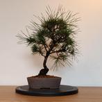 Japanse zwarte den bonsai, Tuin en Terras, In pot, Minder dan 100 cm, Overige soorten, Volle zon