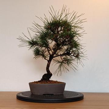 Japanse zwarte den bonsai