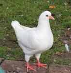 King duiven. Kingduiven, Dieren en Toebehoren