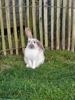 Konijn - meisje (voor buiten) (1 jaar), Dieren en Toebehoren, Konijnen