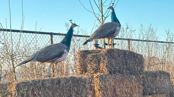 Pauwen, Boeken, Dieren en Huisdieren, Zo goed als nieuw, Pluimvee, Ophalen