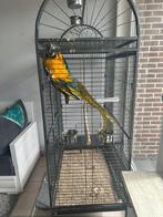 perroquet Macao bleu Avec la cage, Dieren en Toebehoren, Vogels | Parkieten en Papegaaien, Geslacht onbekend, Papegaai, Pratend
