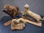 taxidermie... 3 pièces, Collections, Collections Animaux, Enlèvement ou Envoi, Utilisé, Autres, Animal empaillé