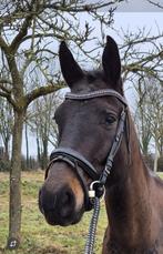 4 jarige allround merrie., Dieren en Toebehoren, Merrie, Zadelmak