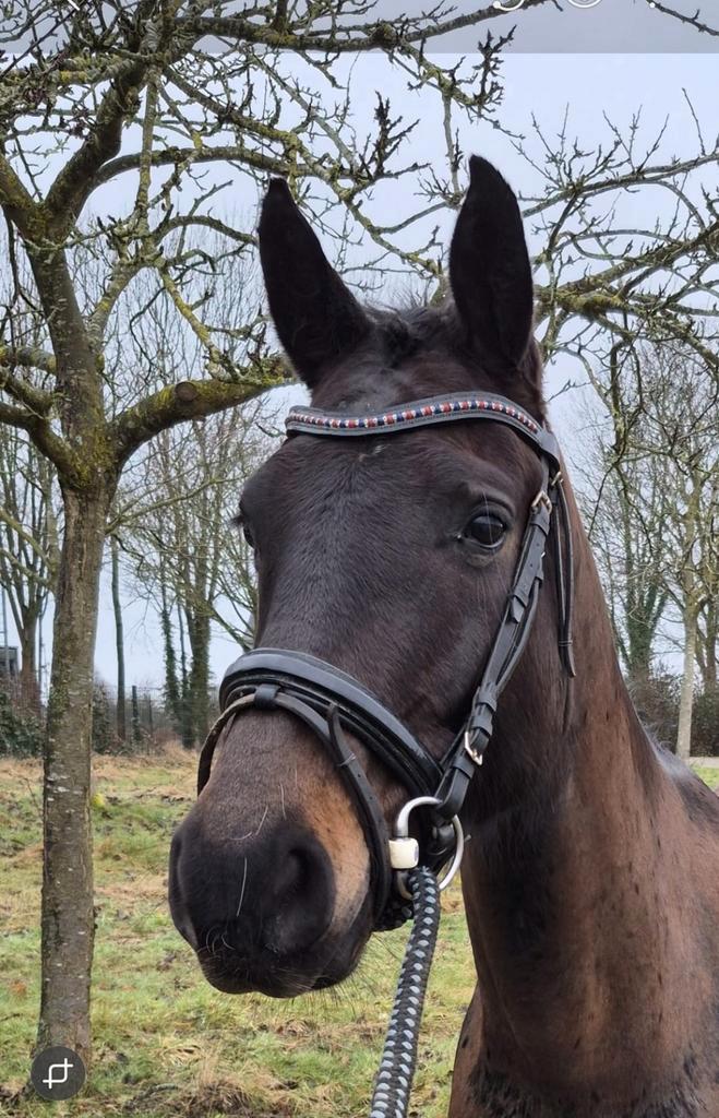4 jarige allround merrie., Dieren en Toebehoren, Paarden, Merrie, Zadelmak