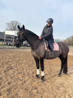 Halve stal gezocht/ bijrijder aangeboden, Dieren en Toebehoren