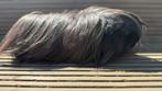 Cavia, zwarte Peruaanse cavia, Dieren en Toebehoren, Ophalen