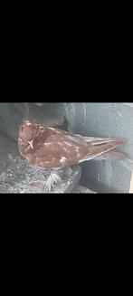 Duif Hongaarse  40€ koppel, Dieren en Toebehoren, Vogels | Duiven, Meerdere dieren, Kropper