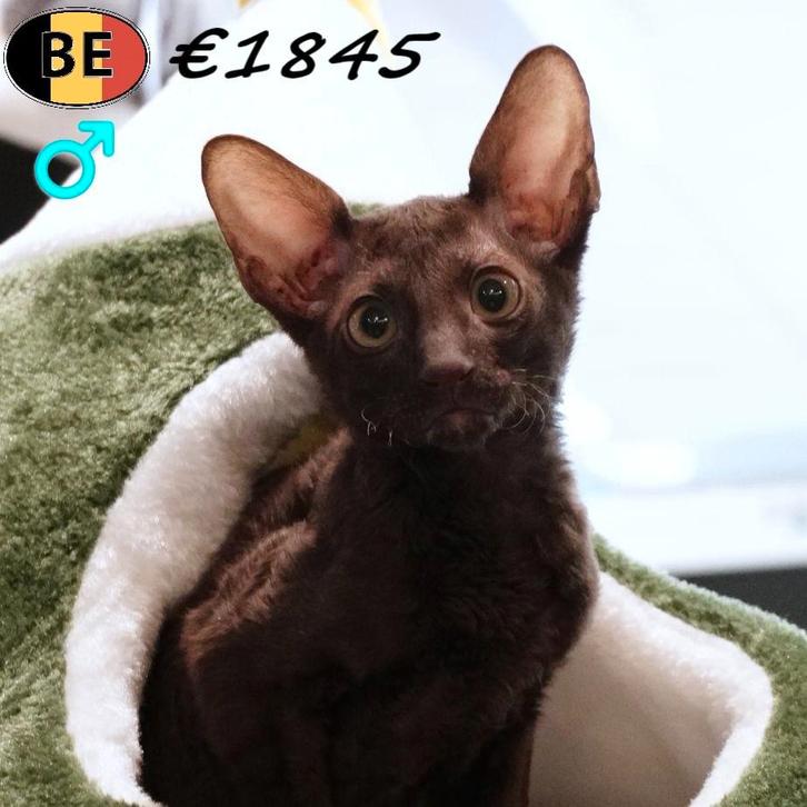 Cornish Rex (katertjes) kittens met zijdezachte vachtjes, Dieren en Toebehoren, Katten en Kittens | Raskatten | Korthaar, Kater