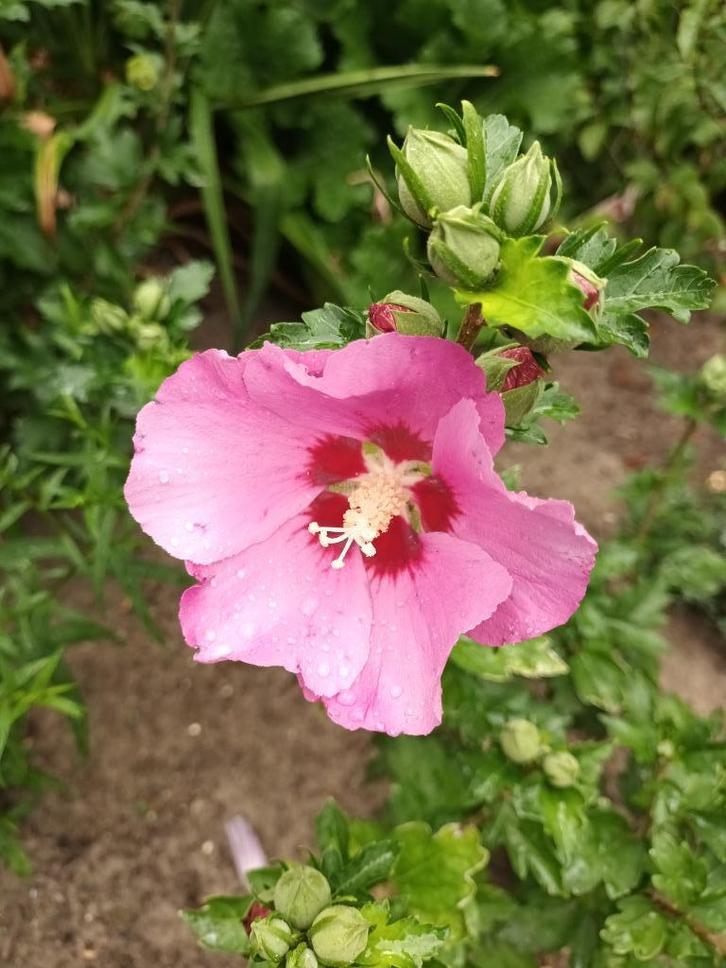 Hibiscus Syriacus, Tuin en Terras, Planten | Bomen, Halfschaduw, Ophalen
