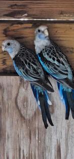 2 rosella's, Dieren en Toebehoren, Geslacht onbekend, Parkiet