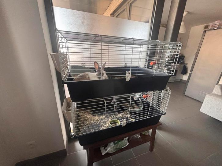 Twee Komijnen 6 maanden, Dieren en Toebehoren, Vogels | Hokken en Kooien, Zo goed als nieuw, Ophalen