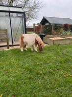 Mini shetland, Dieren en Toebehoren, Gechipt, Niet van toepassing, 0 tot 2 jaar, Hengst