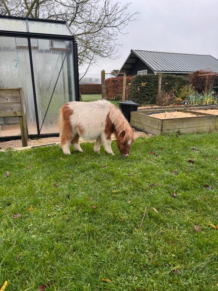 Mini shetland, Dieren en Toebehoren, Pony's, Hengst, Niet van toepassing, A pony (tot 1.17m), Recreatiepony, 0 tot 2 jaar, Gechipt
