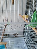 Canari à donner, Dieren en Toebehoren