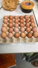Eiere van kippen met buitenbeloop, Diversen, Levensmiddelen, Ophalen