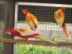rubino rosella's, Dieren en Toebehoren, Meerdere dieren, Parkiet, Geringd