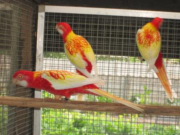 rubino rosella's beschikbaar voor biedingen