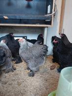 Zilverpatrijs  hennen, Dieren en Toebehoren, Pluimvee