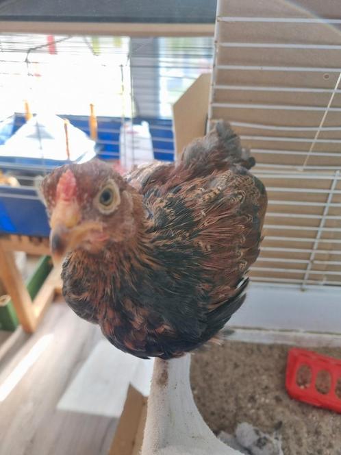 Handtam brahma kriel kuiken, Dieren en Toebehoren, Pluimvee