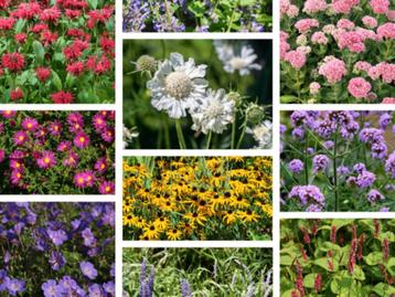 Vaste planten en siergrassen beschikbaar voor biedingen