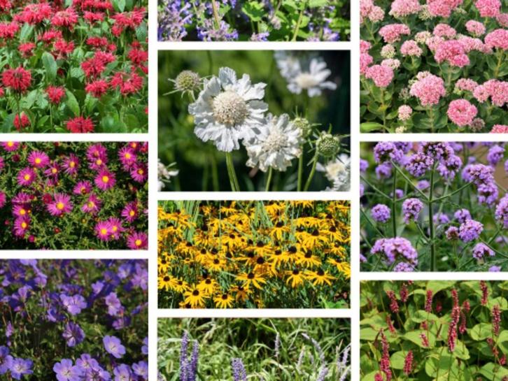 Vaste planten en siergrassen, Tuin en Terras, Planten | Tuinplanten, Siergrassen, Ophalen