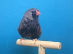 Koppel charcoal grijs zebravinken, exoten