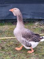 Mooie toulouse ganz , vrouwtje