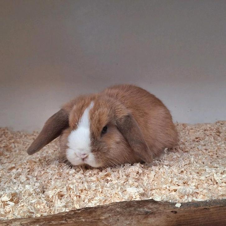 Heel knap jong raszuiver minilopje, Dieren en Toebehoren, Konijnen, Klein, Mannelijk, 0 tot 2 jaar, Hangoor