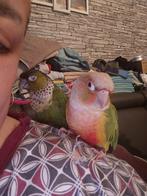 Tame Pyrhura 400€ Pempulu en pelu 2 tame pyrhuras, Dieren en Toebehoren, Vogels | Parkieten en Papegaaien