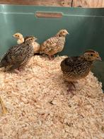 Japanse kwartels , meerdere beschikbaar, Dieren en Toebehoren