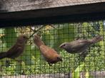 Japanse meeuwen te koop, Dieren en Toebehoren, Vogels | Overige Vogels