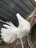 2 jonge pauwstaarten van 2025, Dieren en Toebehoren, Vogels | Duiven, Geslacht onbekend, Overige soorten