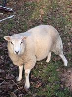 Schaap, Dieren en Toebehoren, Schapen, Geiten en Varkens, Schaap