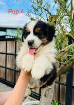 Australische herder Pups, Dieren en Toebehoren, België, Fokker | Hobbymatig, Meerdere, Meerdere dieren