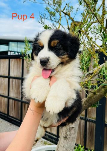 Australische herder Pups, Maladie de Carré (chiens), 8 à 15 semaines, Plusieurs, Éleveur | Loisir