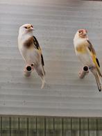 Bont Putter, Dieren en Toebehoren, Vogels | Kanaries
