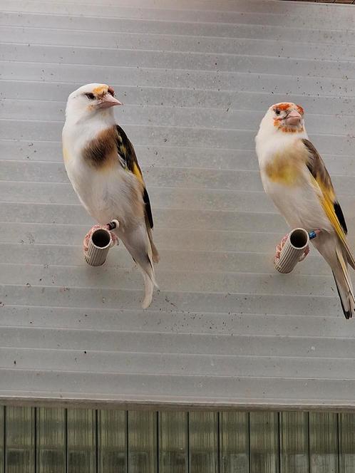 Bont Putter, Dieren en Toebehoren, Vogels | Kanaries