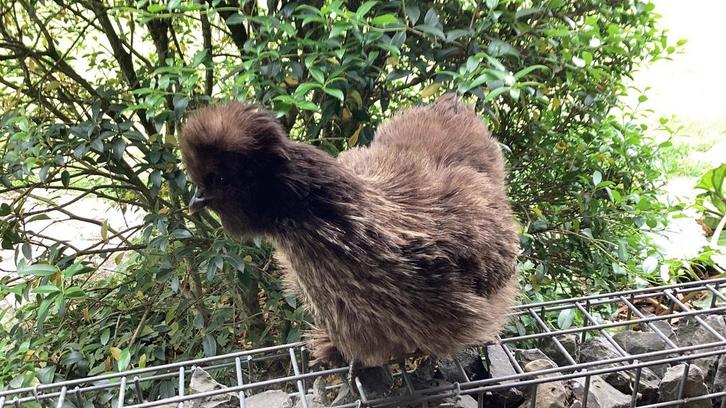 Usa zijdehoenders hennen, Dieren en Toebehoren, Pluimvee, Kip, Vrouwelijk
