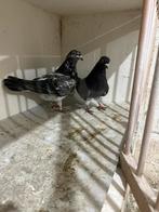 Englisch tipplers hoogevliegers, Dieren en Toebehoren, Vogels | Duiven, Mannelijk, Overige soorten