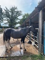 Drachtige Grullo merrie onbeleerd, Merrie, 3 tot 6 jaar, Onbeleerd, Westernpony