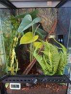 Terrarium 30x30x45 volledig ingericht, Dieren en Toebehoren, Ophalen, Zo goed als nieuw, Terrarium of Paludarium