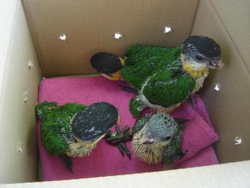 5 Zwartkop en 2 Roestkop-caique`s/papegaaien in 1 koop !?! beschikbaar voor biedingen